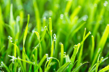 Beauty backgrounds with foliage, green grass, dew drops and bokeh