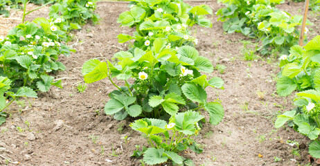 Strawberry plant. Blossoming of strawberry. Wild stawberry bushes. Strawberries in growth at garden.