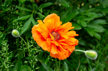 Flowers Red Poppies blossom on wild field. Poppies are herbaceous plants, often grown for their colorful flowers.