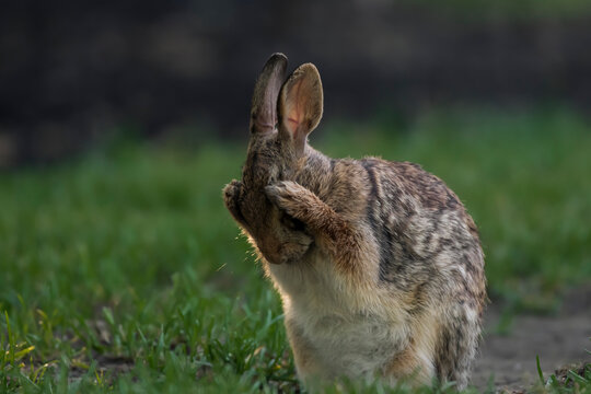 eastern cottontail rabbit uses its faces to cover its face I can't see this it is too brutal I am shy