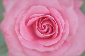 Fototapeta na wymiar Tender pink rose blossom macro in soft focus