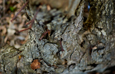 wooden background of tree bark with nails.