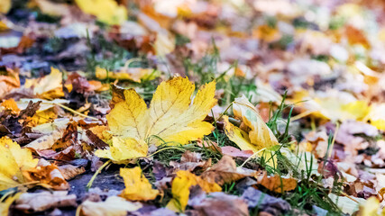 Fallen autumn leaves in the woods on the grass