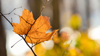 Dry orange maple leaf in the forest on a blurred background
