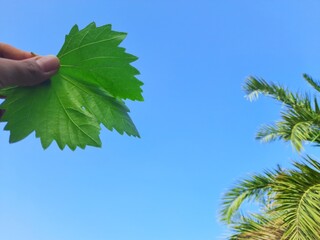 leafs of tree in arid weather in Algeria desert