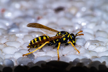 A wasp sits on an artificial stone floor.

The Vespinae are a subfamily of the Vespidae. There are eleven different species in Central Europe.