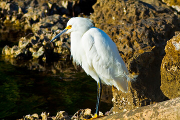 Snowy Egret (Egretta thula) ,Ding Darling National Wildlife Refuge,Sanibel ISland,Florida,USA