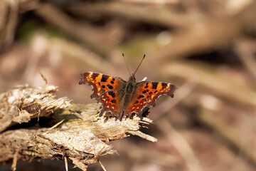 A Comma Butterfly basking in the sun.