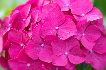 Fototapeta na wymiar Vivid pink Hydrangea blossom macro