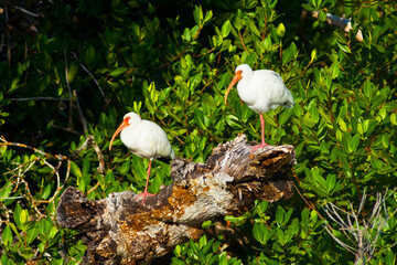 Two American White Ibis (Eudocimus Roosting on Dead Tree in Mangrove Swamp, Ding Darling National Wildlife Refuge,Sanibel Island,Florida,USA