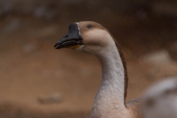 goose in the zoo