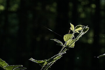 Brombeerranke im Gegenlicht