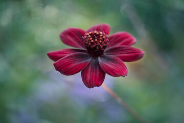 Chocolate cosmos flower macro on blurred background