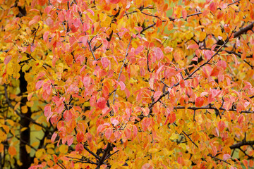 Naklejka na ściany i meble Autumn background with orange and red leaves, autumn tree