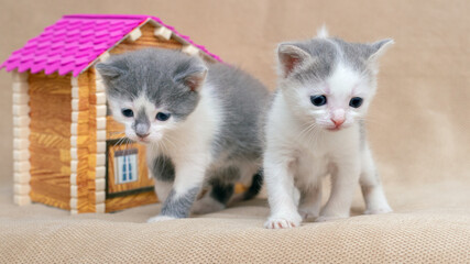 Two little cats near the toy house