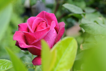 Pinke Rose mit Wassertropfen umgebend von grünen Blättern