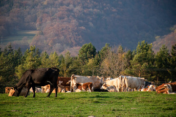A group of grazing cows on a farmland. Cattle on green field eating fresh grass. Agriculture...