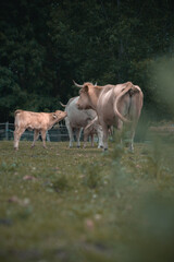 Fototapeta premium cows in the field