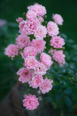 Closeup of soft romantic pink rose blossoms