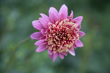 Closeup of pink Dahlia flower with yellow edges on bokeh background