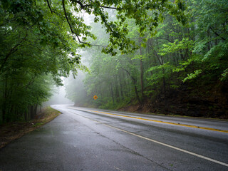 Obraz premium road in the forest