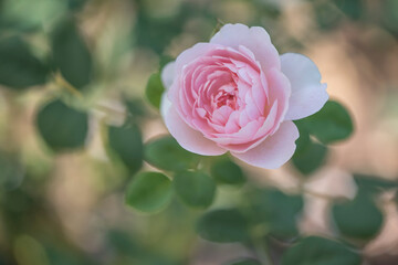 Closeup of pink Rose blossom on blurred background