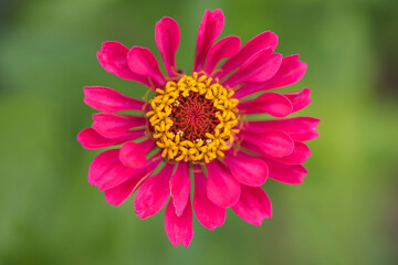 Obraz premium Vivid pink Zinnia flower macro on green background