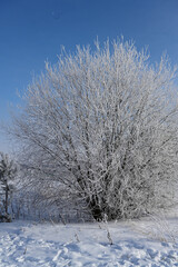 A lone tree in the frost on a winter afternoon