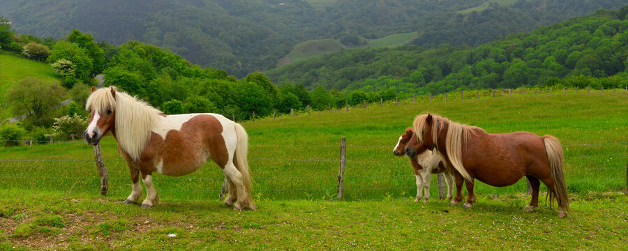 Panoramique trois Pottoks, petits chevaux du Pays Basque, Pyr&eacute;n&eacute;es-Atlantiques en Nouvelle-Aquitaine, France