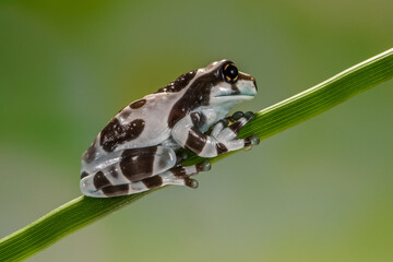Milk frog in the branch 