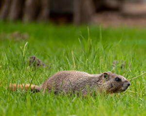 Young Rock Chuck venturing out to eat grass on Bend, Oregon ranch. Commonly mistaken as a gopher, they burrow and live in rock piles in the high desert and alpine areas.