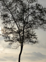 Obraz na płótnie Canvas Silhouette of tree