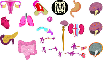 hand drawn vector illustration of a set of cute medical diagrams related to the human body. Ideal for any health professional 