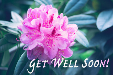Einzelne Blume in pink Rhododendron mit Text GET WELL SOON