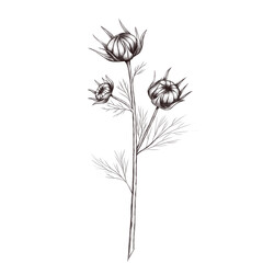 Obraz premium Wildflower cosmea decoration 300 dpi digital art