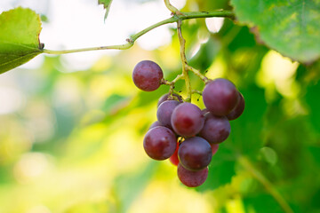 Bunches of grapes close-up on the vine. Background image