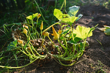 Zucchini flowers on a background of bright green foliage. Farming concept