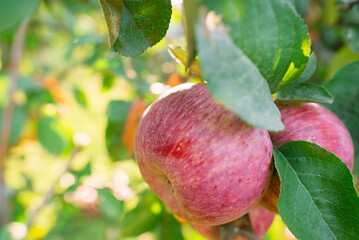 Red Ripe apples on a branch on a background of green foliage