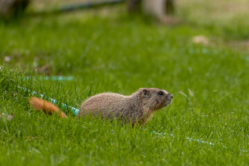 Naklejka na ściany i meble Young rock chuck in grass lawn by garden hose. Commonly mistaken for a gopher.