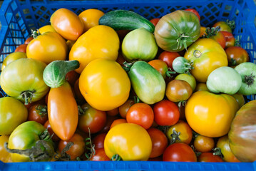Bright multi-colored tomatoes and cucumbers in a plastic basket in the field