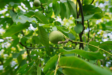 The green fruit of walnut leaves