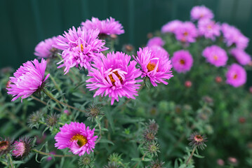 Obraz premium Beautiful aster daisy flowers in near the fence