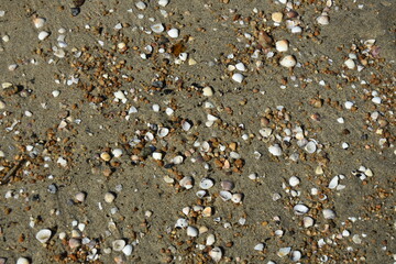 Conchas na areia da praia