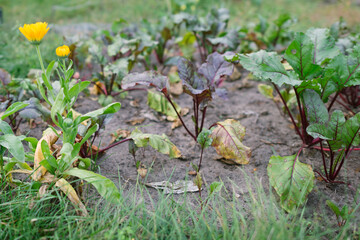 Obraz premium Young beets grow next to calendula. Favorable neighbors in the garden