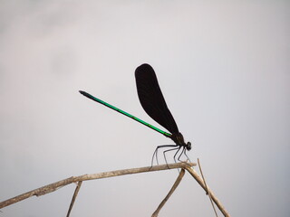 野生のハグロトンボ１