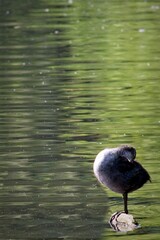 London / UK - May 26 2020: a baby coot standing alone on a rock in the lake