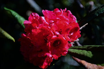maha rathmal flower , Rhododendron arboreum