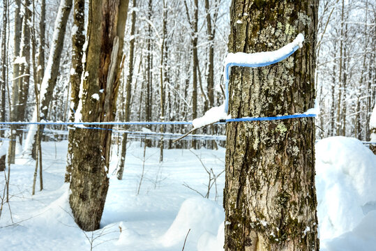 Maple water tubing in a snowy maple forest in winter