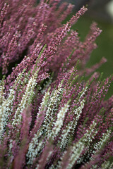 Fototapeta premium close up of lavender flowers