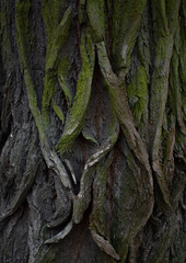 The old wood green texture